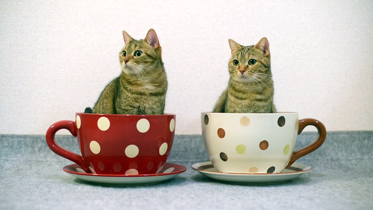Look alike sister cat