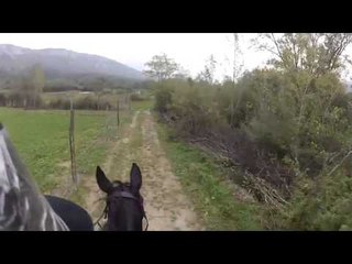 Horse Falls on young rider