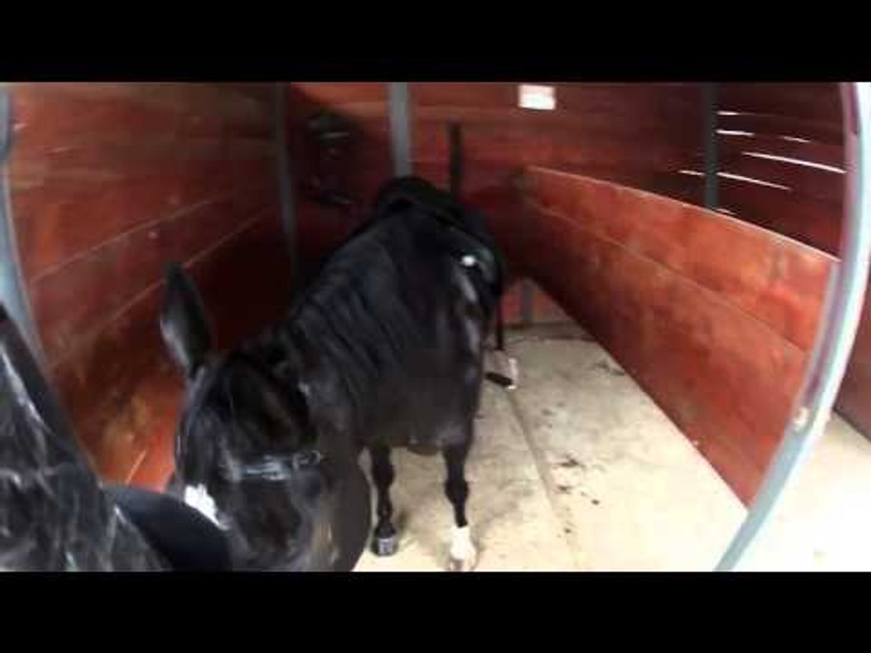 Phillip Dutton Pro Tips   Horse Jumping Tips   Horse Jumps