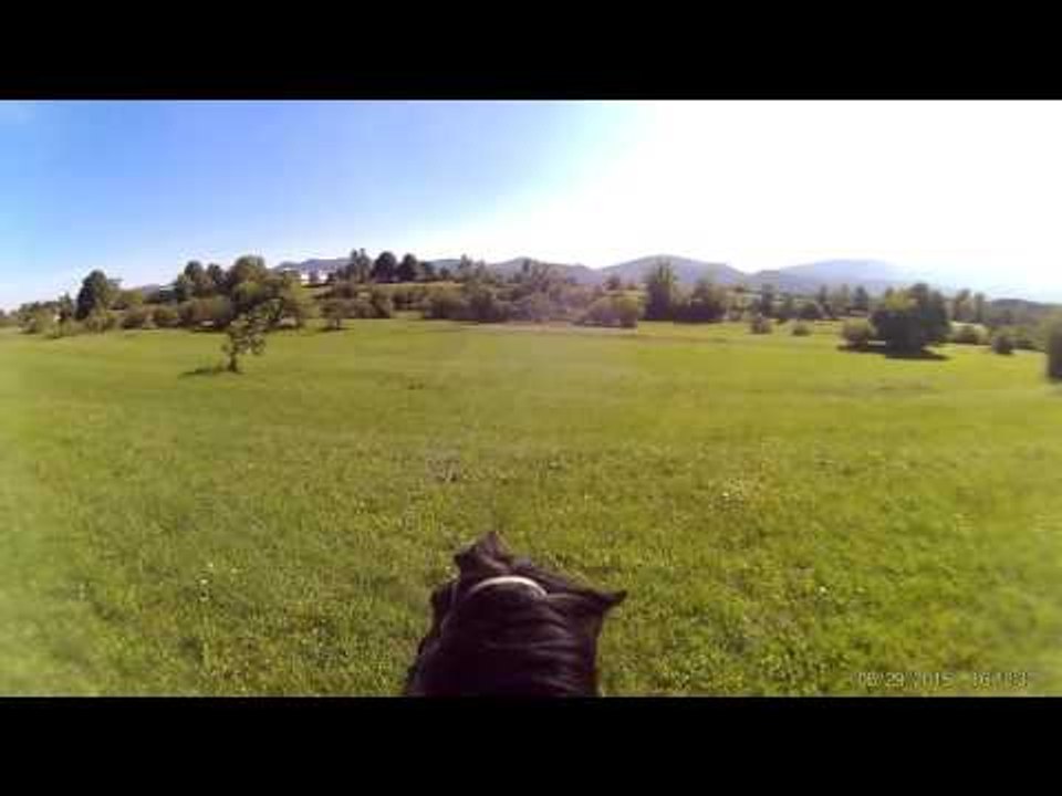 Randomly random breyer horses!! Funny!