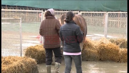 Dëmet, mbi 3500 ha tokë është përmbytur nga reshjet e shiut- Ora News- Lajmi i fundit-
