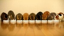9 Cats Munch Away  Cat Food.
