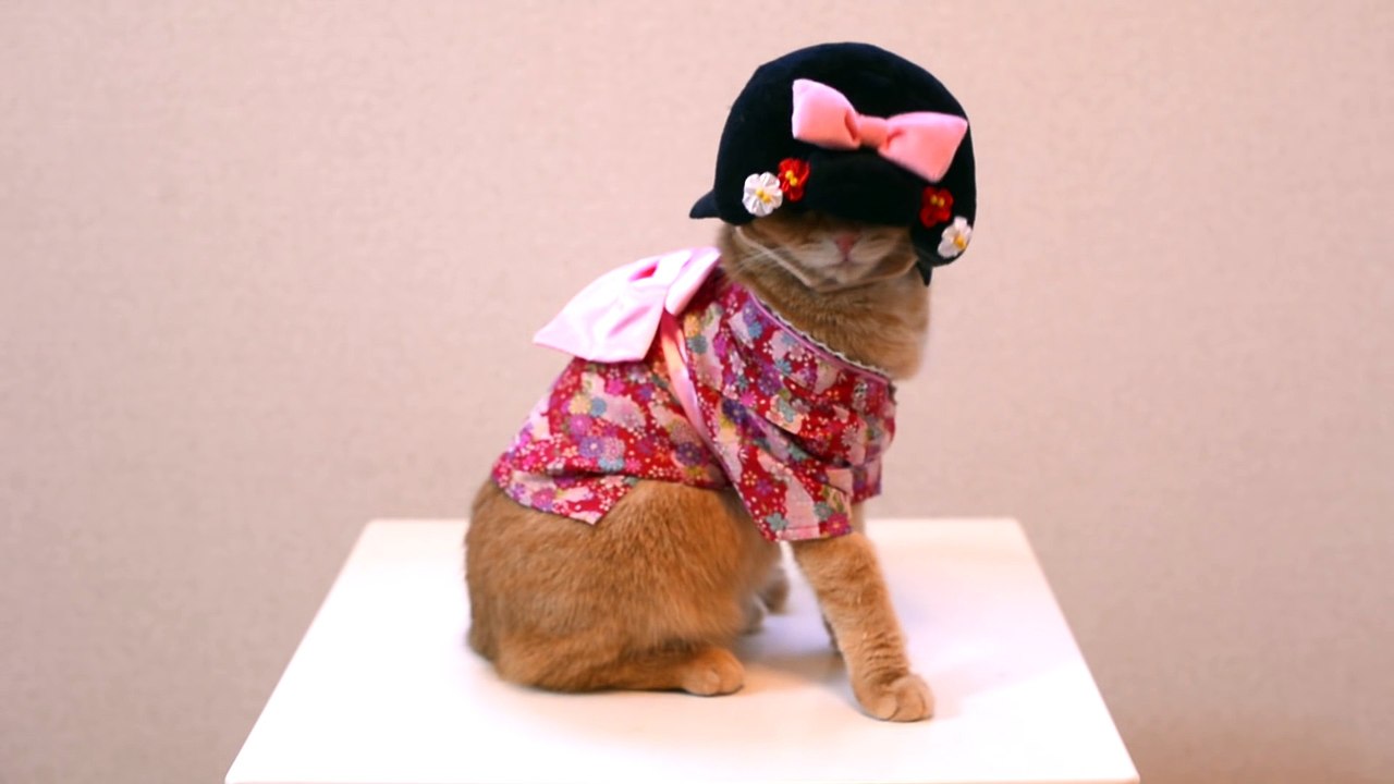 Cute Geisha Cat