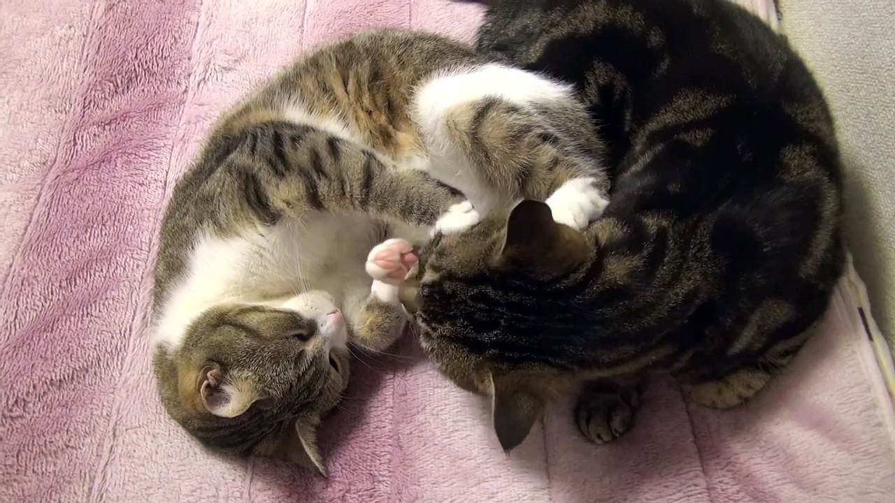 Cat get a dreamy feeling♪ sudden intercom...
