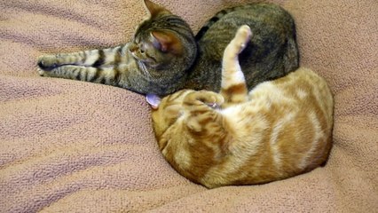 Dad cat spoiled to his daughter.