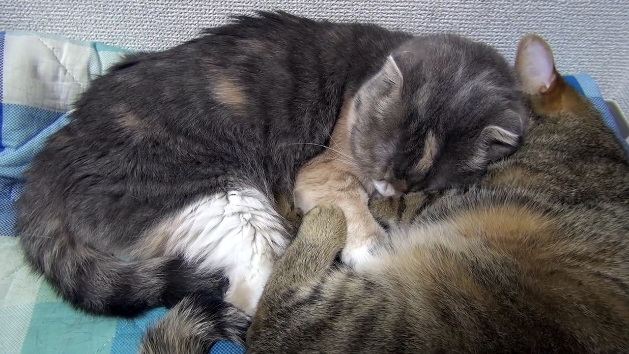 ♡Mom cat μ  gets lonely easily.