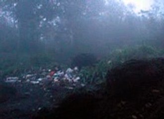 penampakan babi ngepet