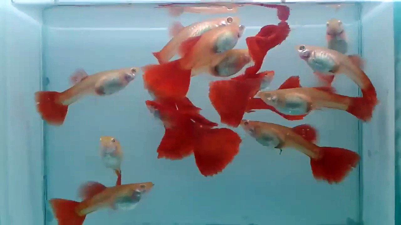 Albino Full Red Lepistes