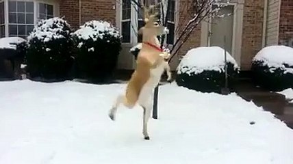 Танцующий Олень