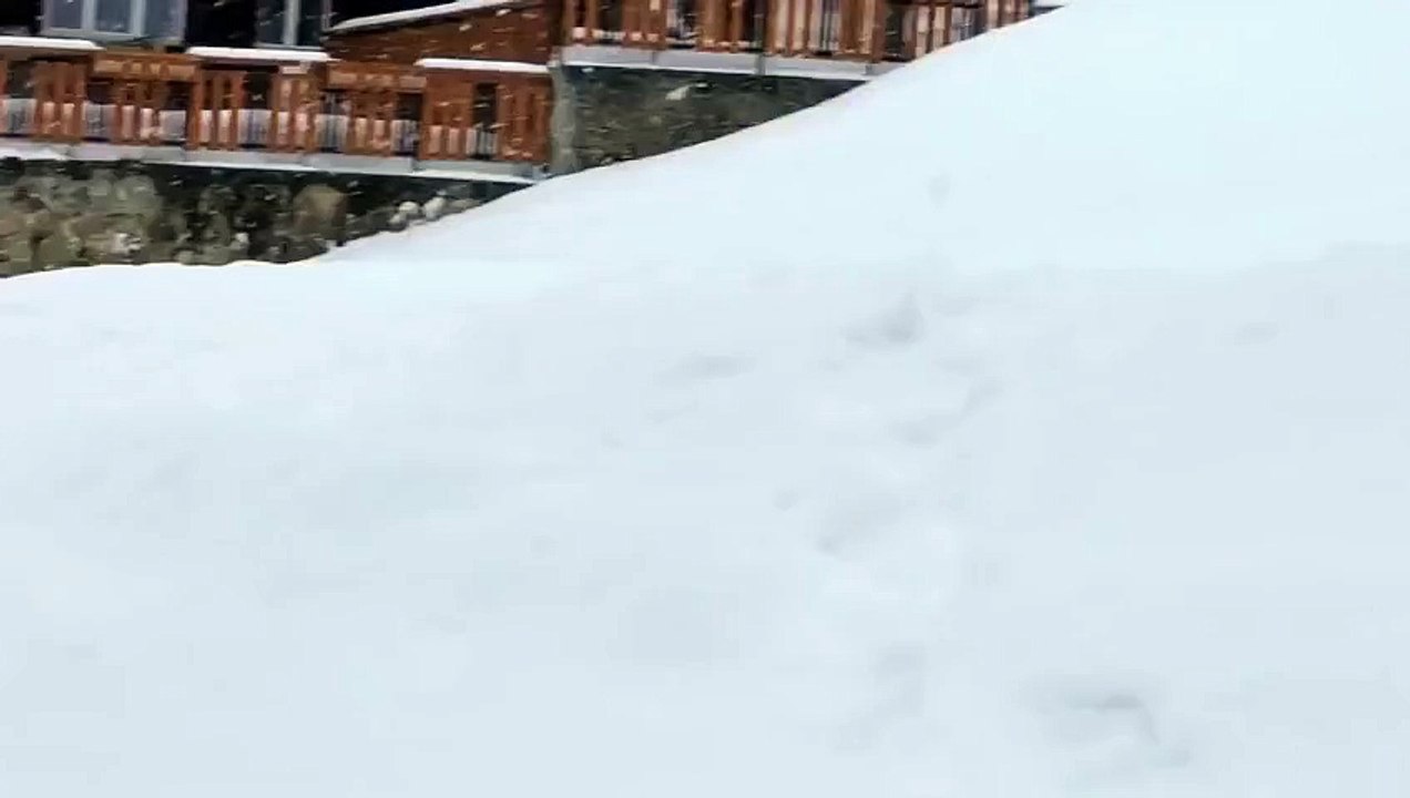 This dog stopped two skiers. When you will find out why, you will smile for the rest of the day!