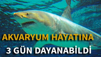 Köpek balığı akvaryum hayatına 3 gün dayanabildi