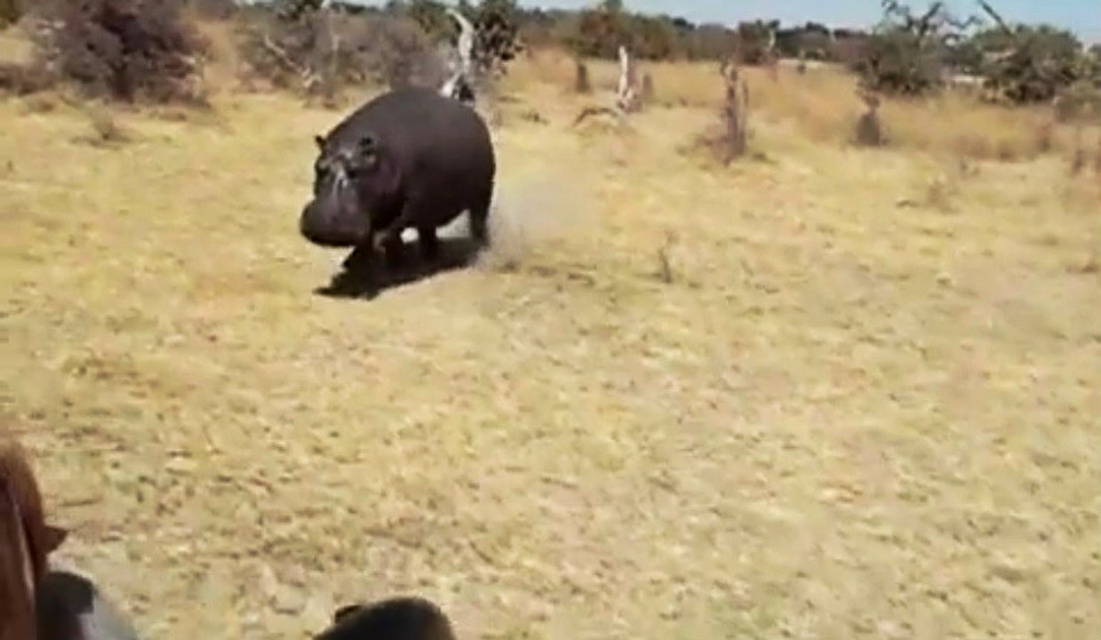 Hungry Hippo Attacks Safari
