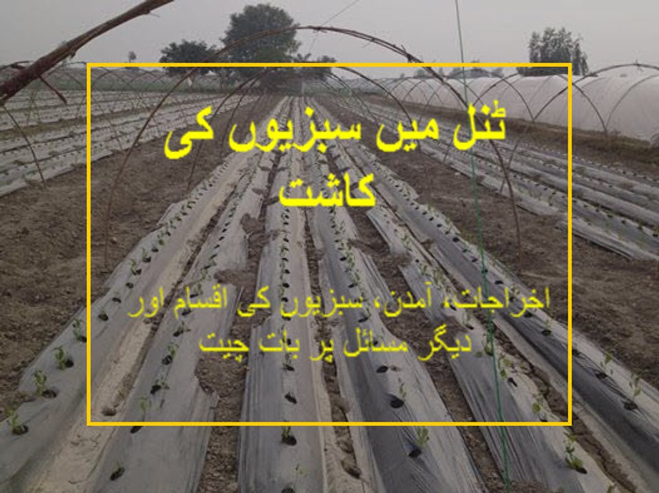 Introduction to tunnel farming, expenses,income, vegetables types and some other issues discussed