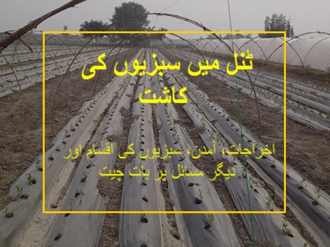 Introduction to tunnel farming, expenses,income, vegetables types and some other issues discussed
