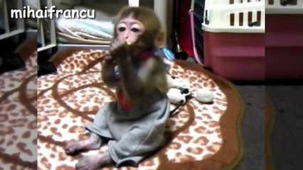 Baby Monkey - A Funny And Cute Baby Monkey