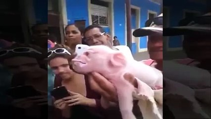 На Кубе родилась свинья с мордой обезьяны - Pig with a monkey face in Cuba