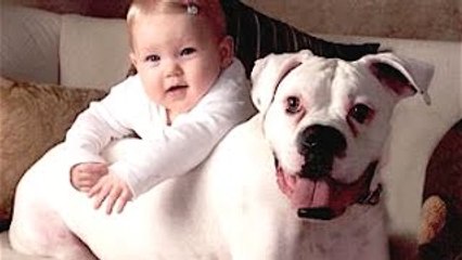 Divertido Gatos Y Perros Jugar Con los Bebés Compilación de 2022-2023 | NUEVO| HD