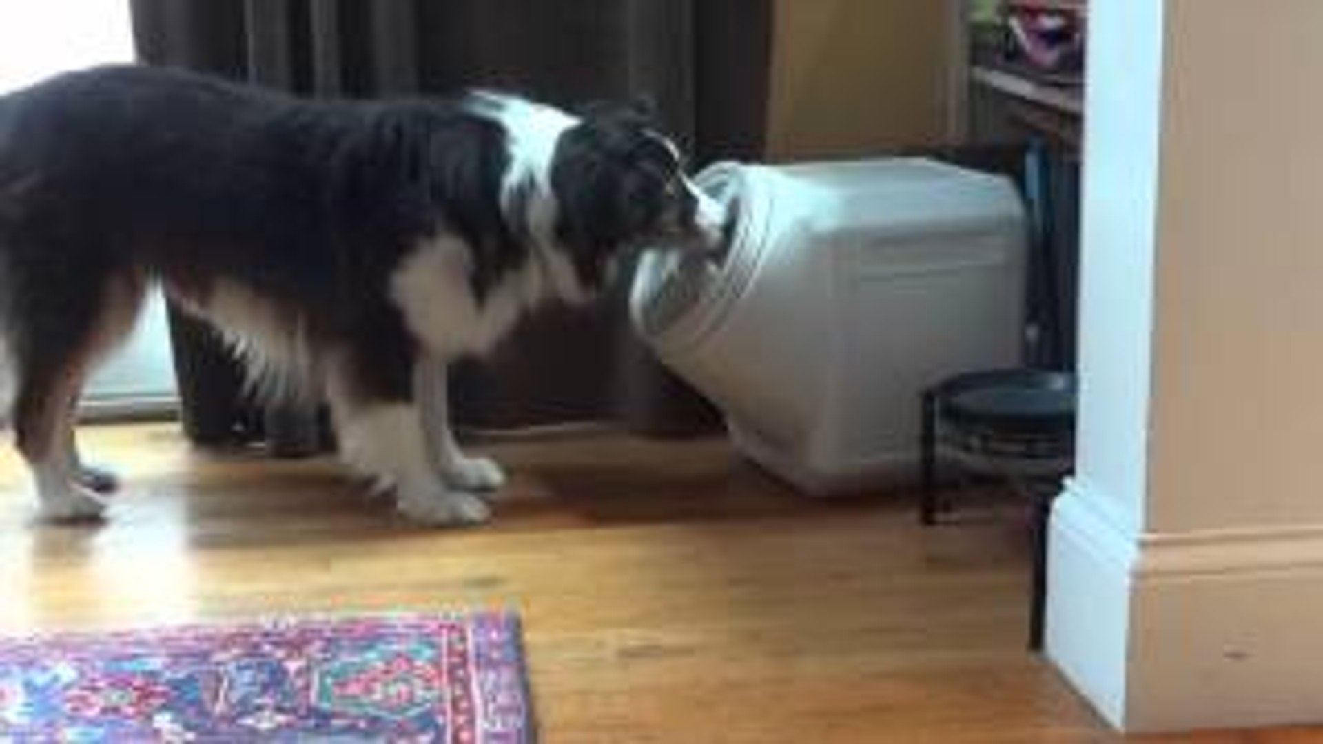 Dog Opens Dog Proof Container