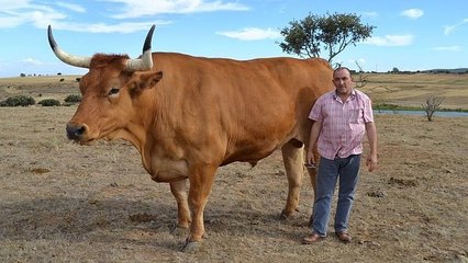 STEAK (R)EVOLUTION • Alla ricerca della bistecca più buona del mondo – Clip 5