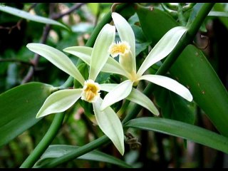 Parfum de Vanille