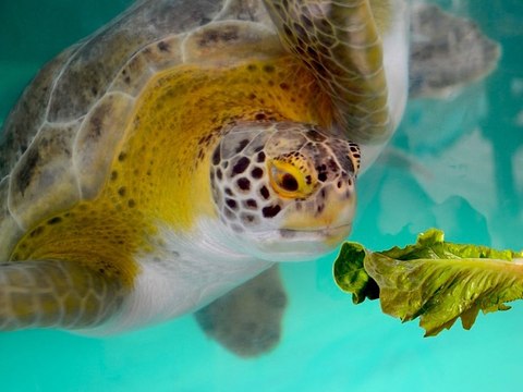 Hundreds of Endangered Sea Turtles Rescued
