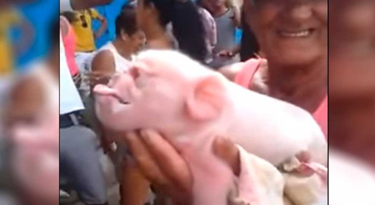 Cerdo con cara de mono