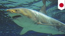 Shark survives just three days in captivity at Japanese aquarium