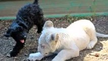 Increíble Animal Amistad historia en Zoo - Amistades animales inverosímiles