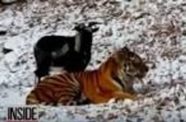Goat and tiger's unlikely friendship