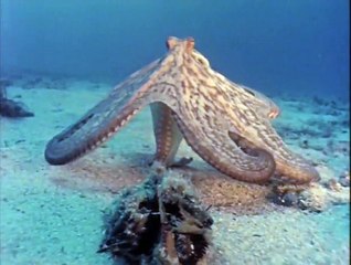 Octopus, Octopus