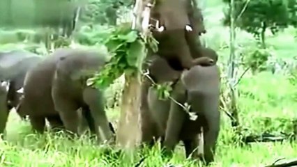 Animal Mating Best Moment 2016|Funny Animal|Animals mating 2016