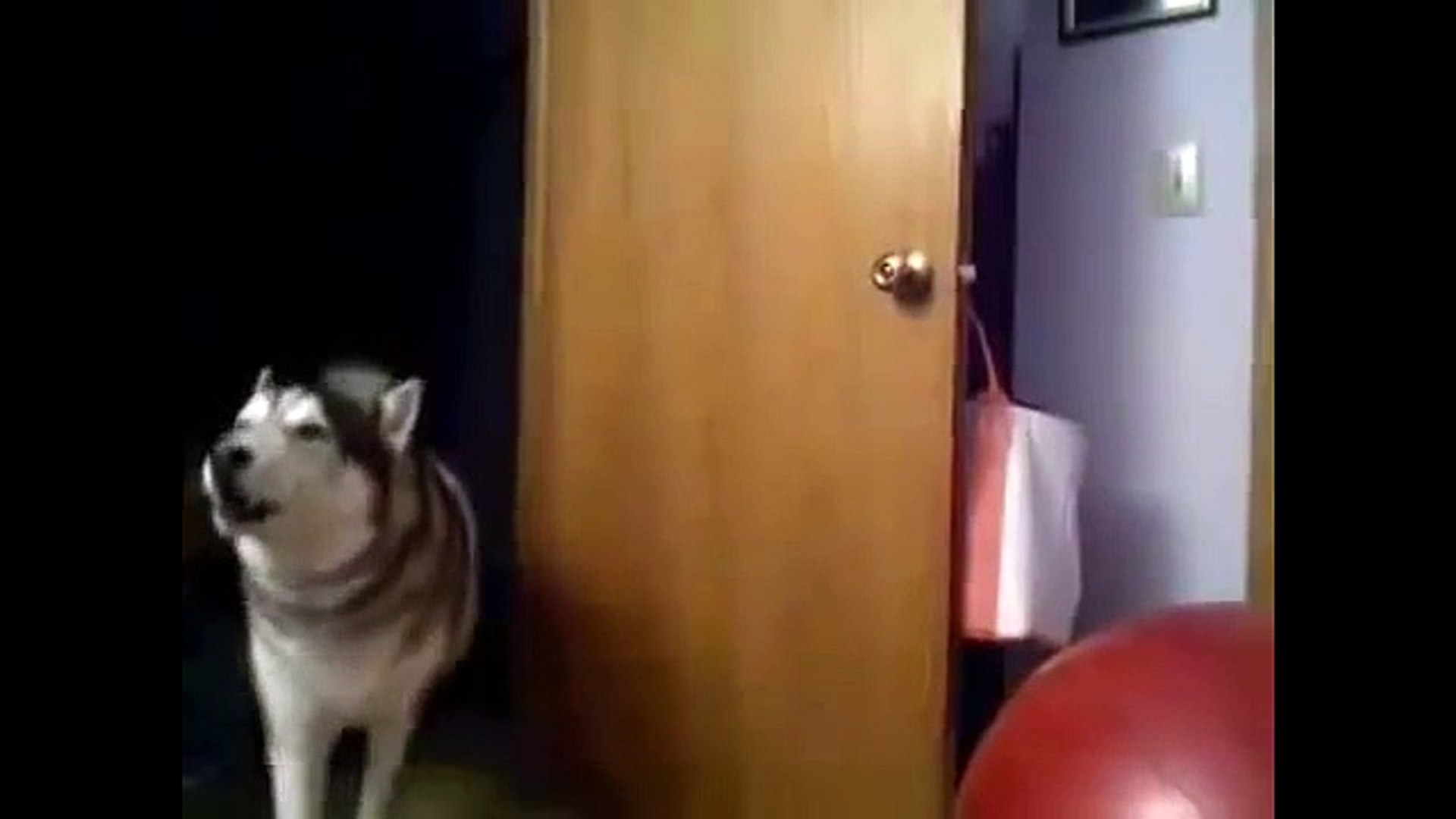 ⁣Смешные Хаски/Приколы Хаски\Смешные собаки/ Funny Dogs 2014