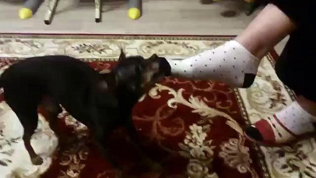 Собака тырит носок у хозяина!