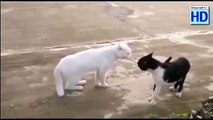 Топ 10 видео с котами\Драка котов\Смешные кошки\Funny Cats