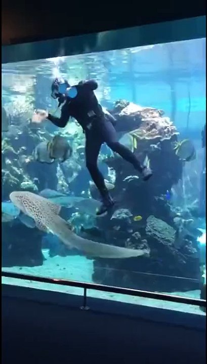 Fish likes divers