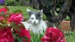 Nuevos Videos Graciosos de Gatos y Perros Compilación De 2015 Divertidos Animales de la parte 39