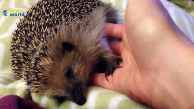 Sevimli Ve Komik Kirpi Videoları Derleme 2015 720P