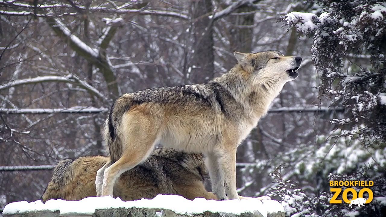 Bison and Wolves in the Snow at Brookfield Zoo