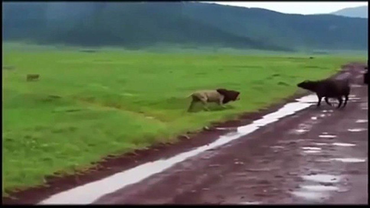 Buffalo vs Lion