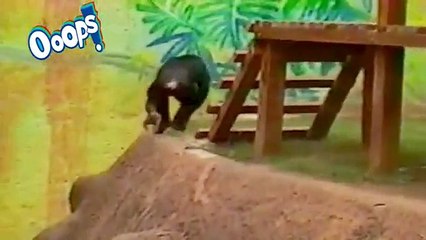 Funny Home Videos FAIL Compilation - Funny Animals, Funny Accidents 2014