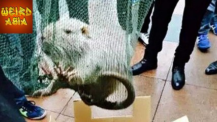 Monster Rat Caught In The University Campus | Weird Asia