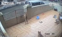 Los ladrones roban perros