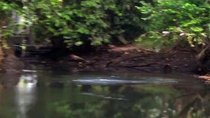 17lbs Papuan Black Bass on topwater with Gong Lei