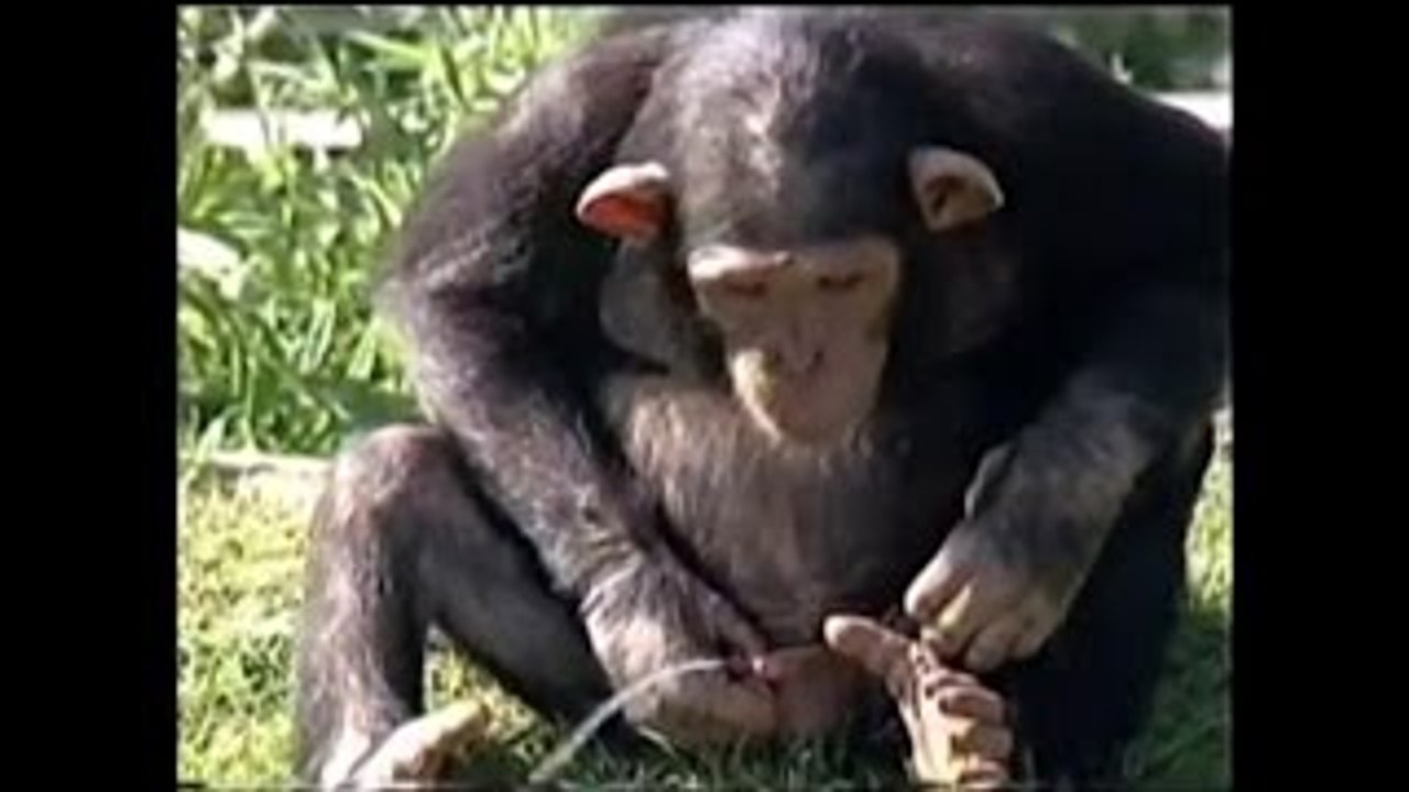 Monos divertidos Compilación de octubre de 2015 - Mono Nueva Divertido Videos