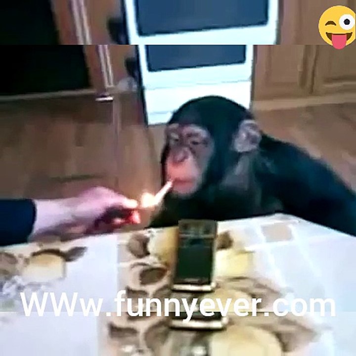 funny MoNKEY acts...