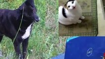 Perros lindos Reacción ante Gatos Maullar Youtube Video [NUEVO HD 1080p]