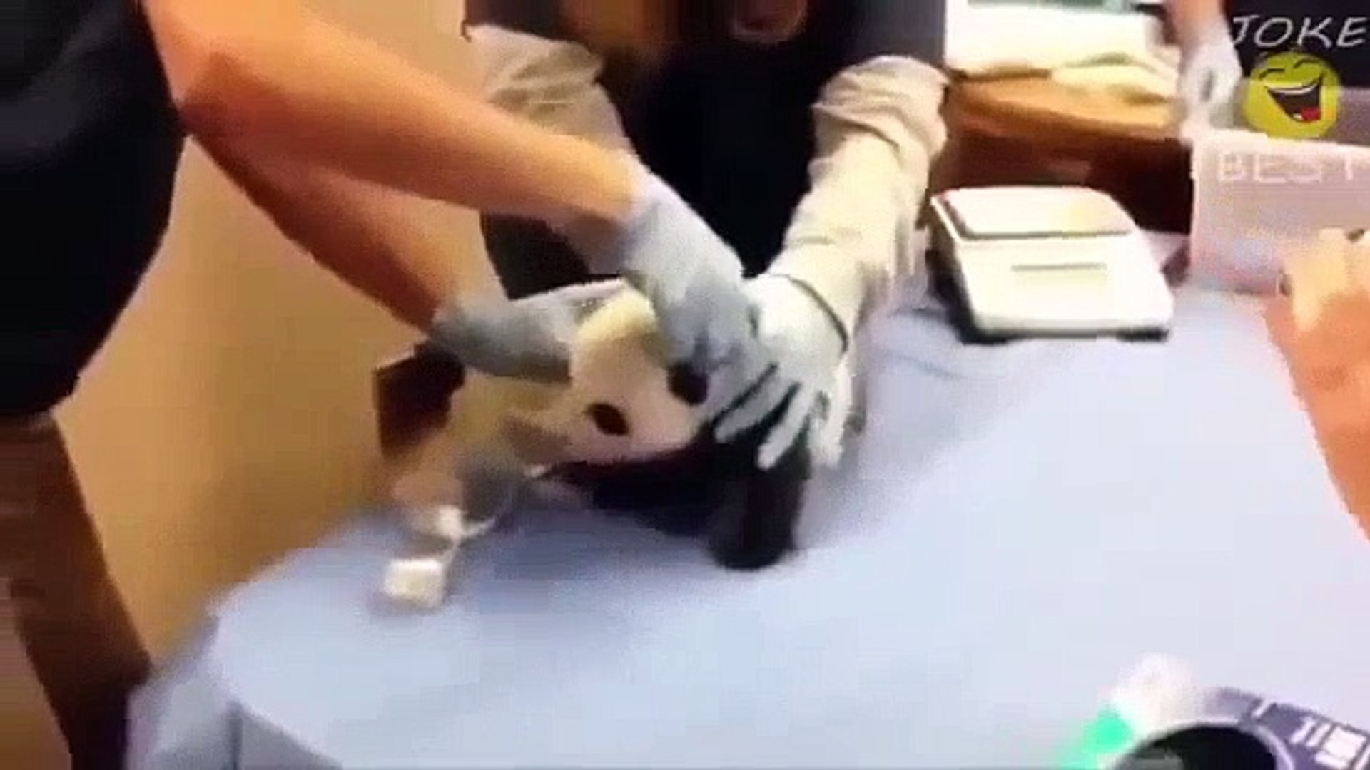 ⁣Смешные животные Приколы   Funny animals Hilarious videos