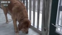 10 mejores razas de perro por primera vez-Propietarios