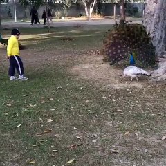 Bilal playing with dancing peacocks.