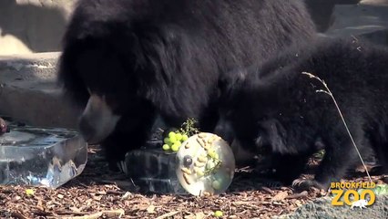 Animals Keep Cool at Brookfield Zoo